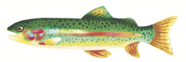 Fish Sticker